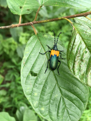 Desmocerus palliatus