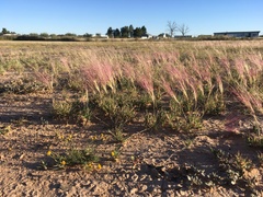 Scleropogon brevifolius