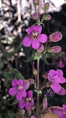 Penstemon clevelandii