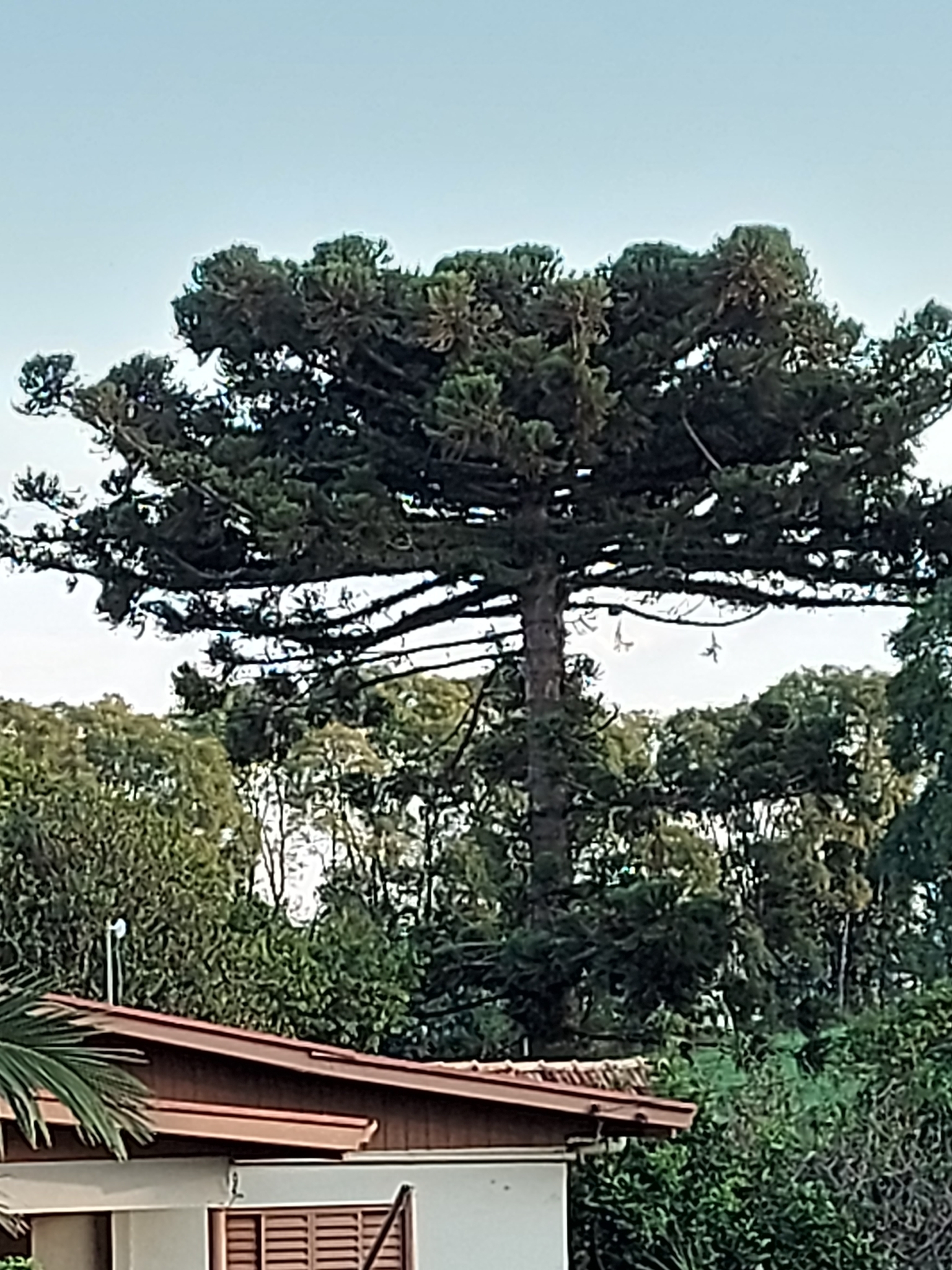 Araucaria angustifolia