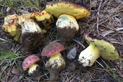 Butyriboletus primiregius