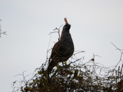 Callipepla douglasii