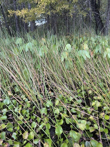 Image of Eleocharis quadrangulata by no rights reserved