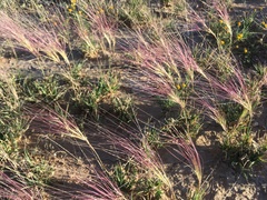 Scleropogon brevifolius