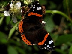 Vanessa atalanta