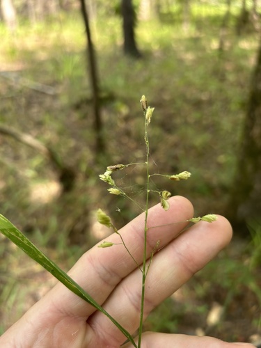 Image of Leersia lenticularis by no rights reserved