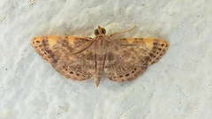 Aplogompha polymygmata