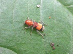 Enoclerus ichneumoneus