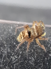 Heliophanus tribulosus