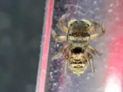 Heliophanus tribulosus