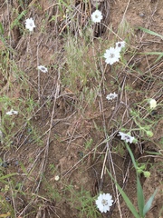 Blepharipappus scaber