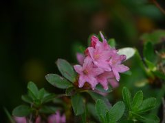 Rhododendron hirsutum