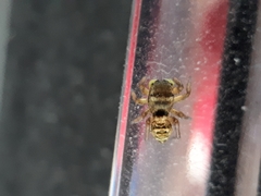 Heliophanus tribulosus