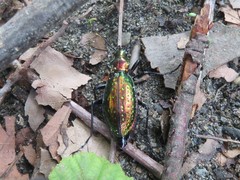Carabus rutilans