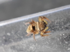 Heliophanus tribulosus