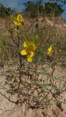 Chamaecrista flexuosa