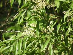 Thouinidium decandrum