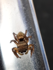 Heliophanus tribulosus