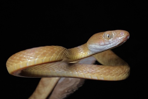 Brown Tree Snake sighting