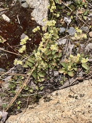 Micranthes californica