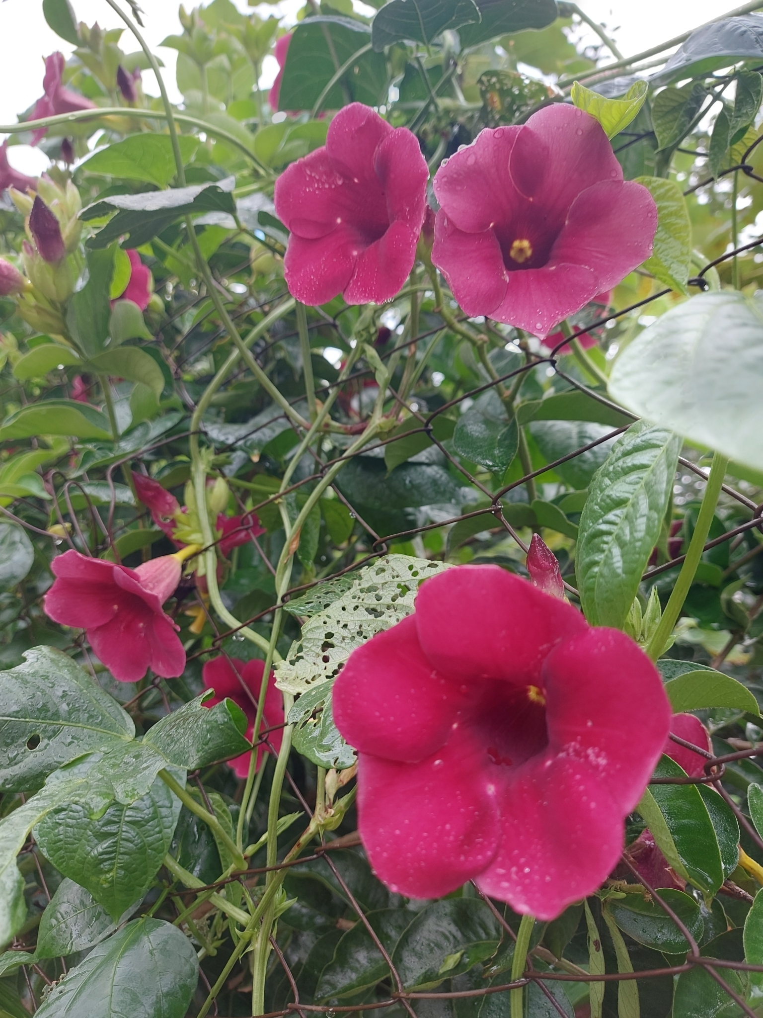 Allamanda blanchetii