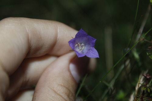 Image of Campanula intercedens by (c) Alex Karasoulos, some rights reserved (CC BY)