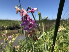 Lathyrus jepsonii