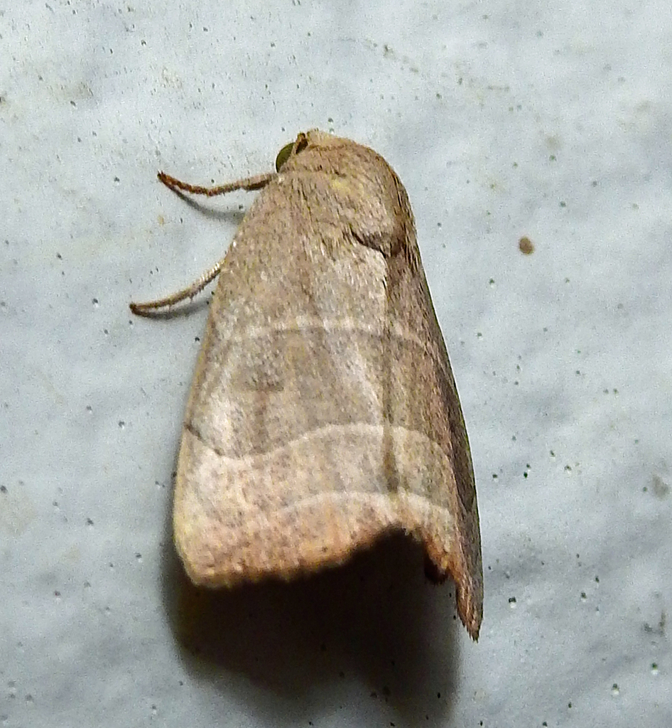 Bagisara pacifica