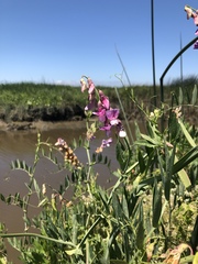 Lathyrus jepsonii