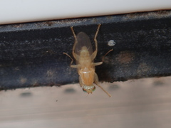 Chyromya