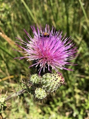 Cirsium hydrophilum hydrophilum