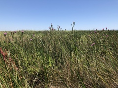 Cirsium hydrophilum hydrophilum