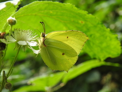 Gonepteryx rhamni