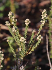 Phylica parviflora