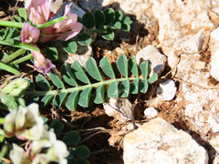 Astragalus depressus