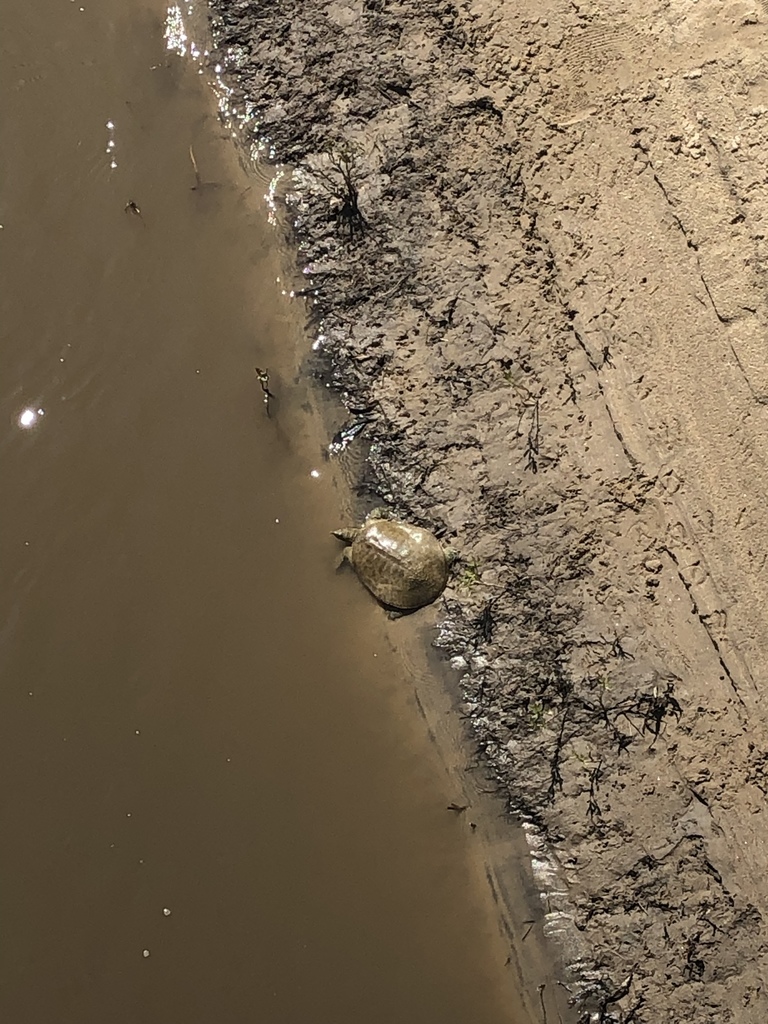 Softshell Eastern Eastern Spiny Softshell from 67203, Wichita, KS, US on June 08, 2019 at ...