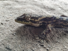 Thecadactylus