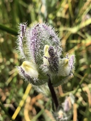 Chloropyron molle molle