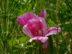Clarkia amoena