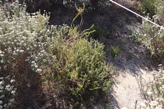 Metalasia pulchella