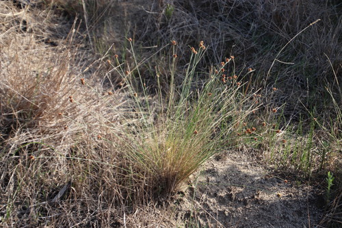 Image of Ficinia paradoxa by (c) Tony Rebelo, some rights reserved (CC BY-SA)