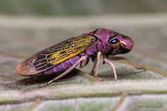 Oncometopia facialis