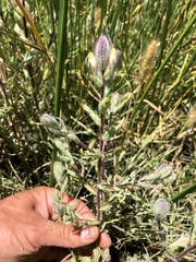 Chloropyron molle molle