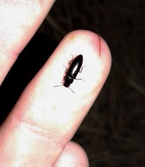 Sphalma quadricollis