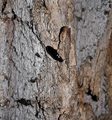 Sphalma quadricollis