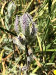 Chloropyron molle molle