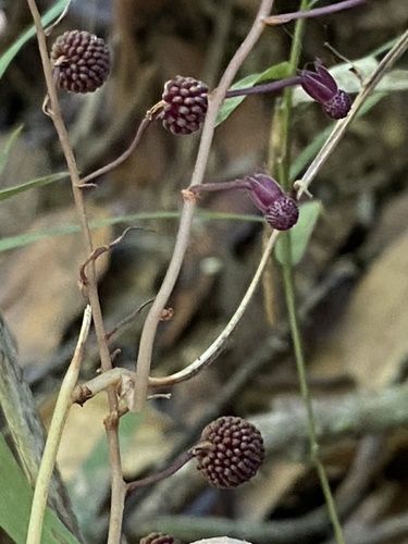 Sciaphila purpurea