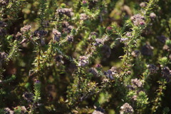 Metalasia pulchella