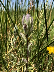 Chloropyron molle molle