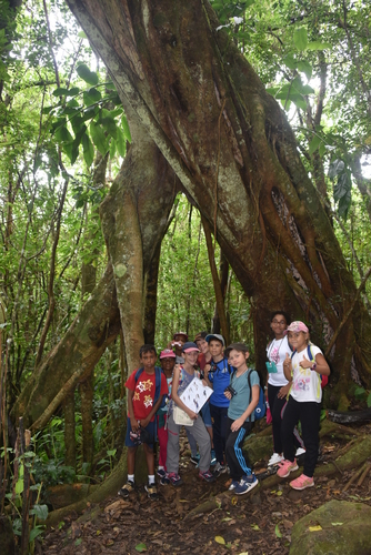 Ficus densifolia
